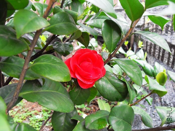 SDC10045.jpg