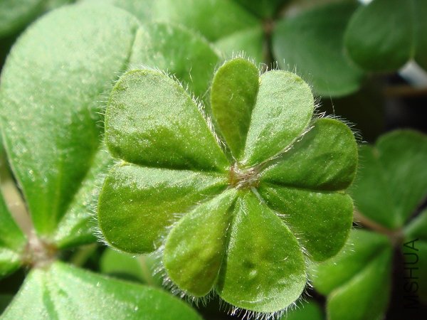 Ҷ��չ���ˣ�����Ҷ�ģ�������ƬҶ������Ƭ��ÿ������ıȽ϶Գ�