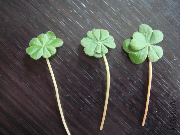 ժ����׼�����걾��