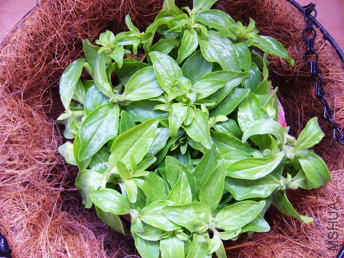 ժ����ĳ�СѼ���ܷ�����