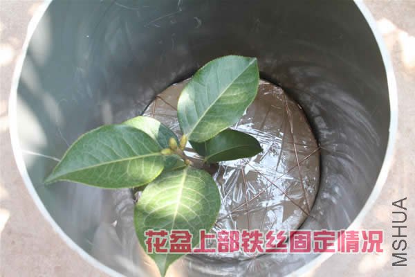 2009321141828257.jpg