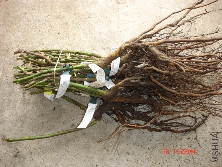 ��Ƭ0313 124.jpg