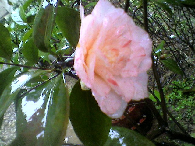 ��Ƭ-0280.jpg