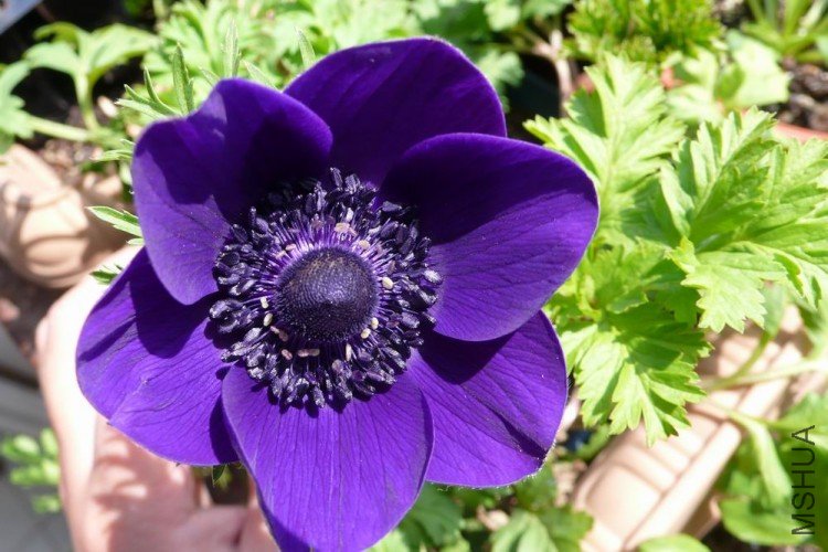 ������С P1010142.JPG