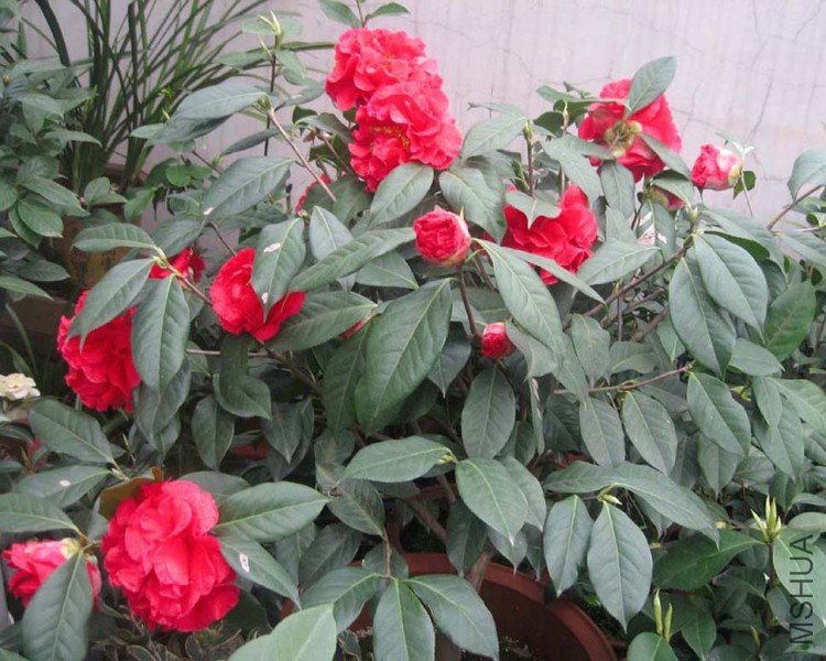 ���޵� 09-3-23.jpg