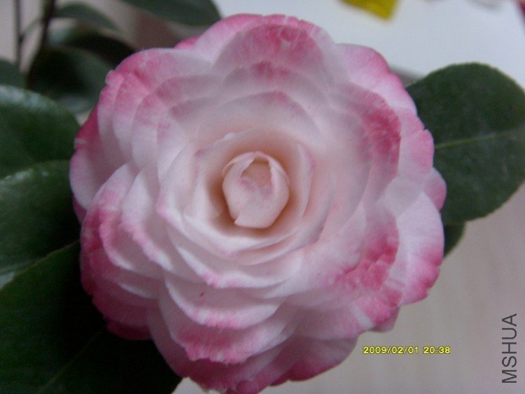 S73R1556.JPG