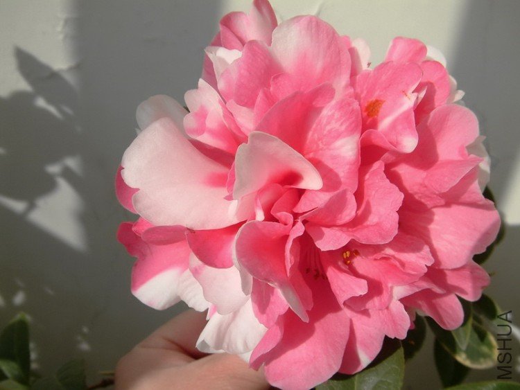 Picture 023_resize.jpg