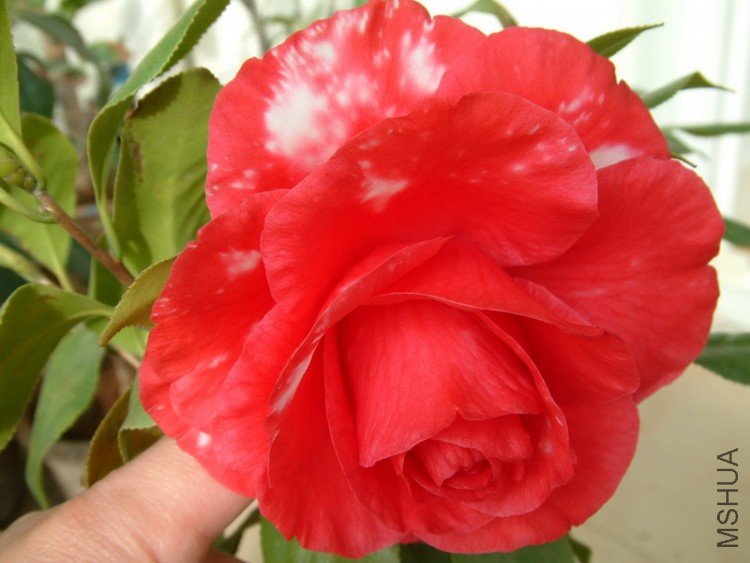 Picture 009_resize.jpg
