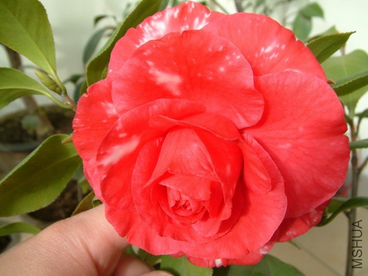 Picture 011_resize.jpg