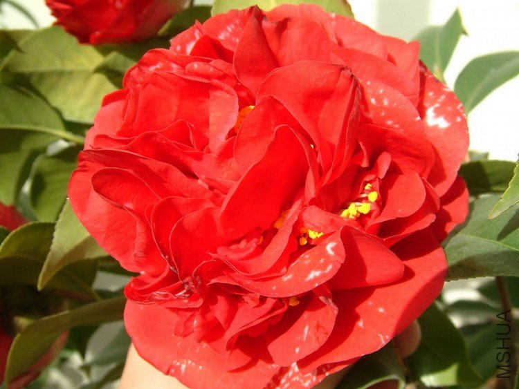 Picture 004_resize.jpg