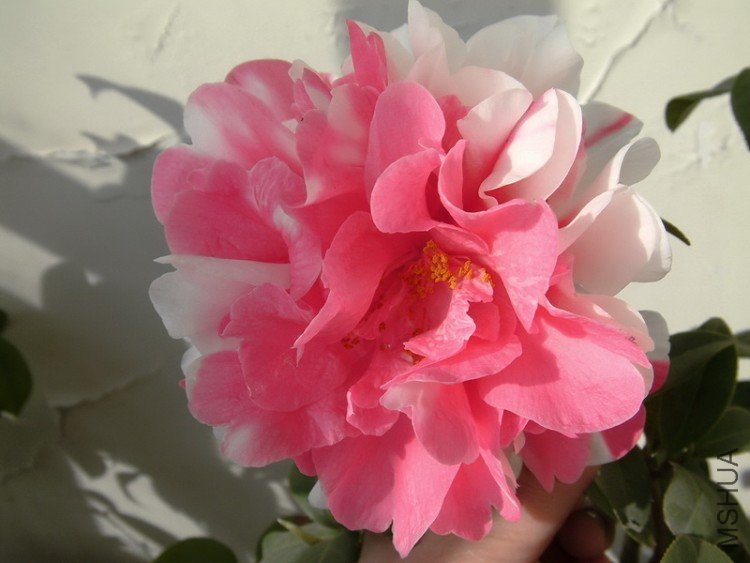 Picture 017_resize.jpg