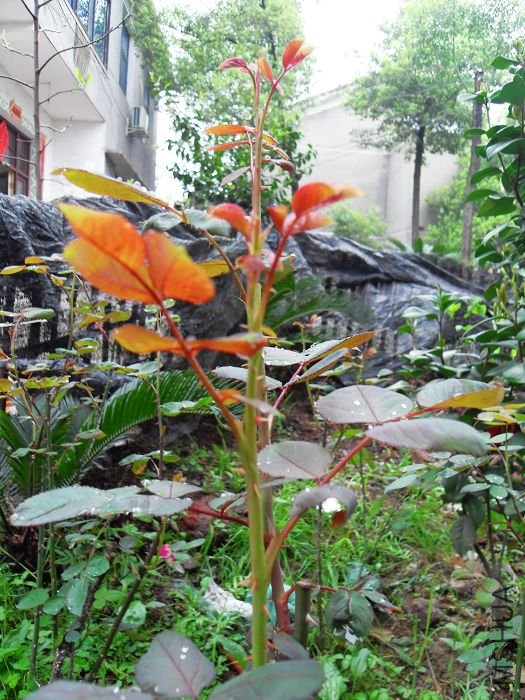 SDC10105.jpg