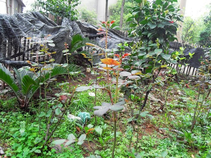 SDC10104.jpg