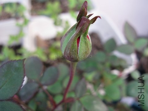nEO_IMG_IMG_0502.jpg