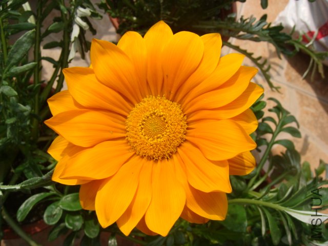 DSC04822.JPG