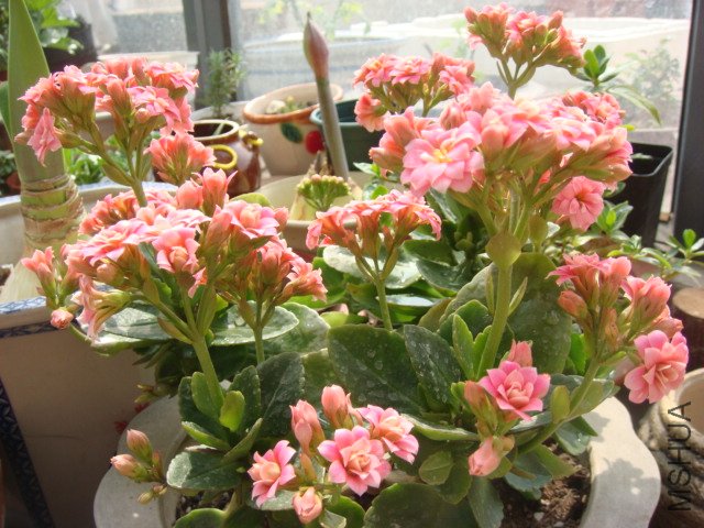 DSC04804.JPG