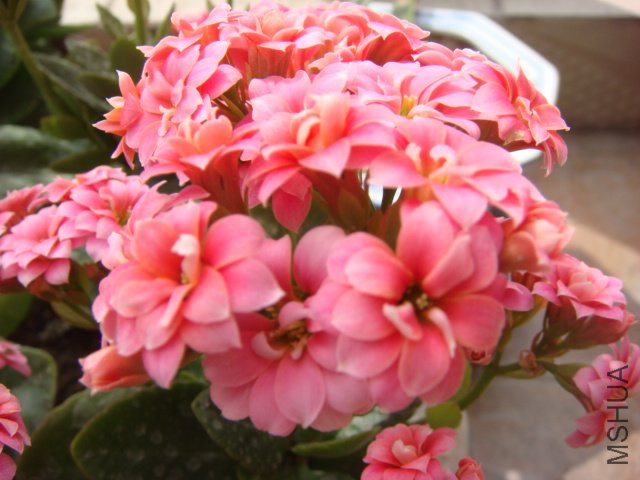DSC04849.JPG