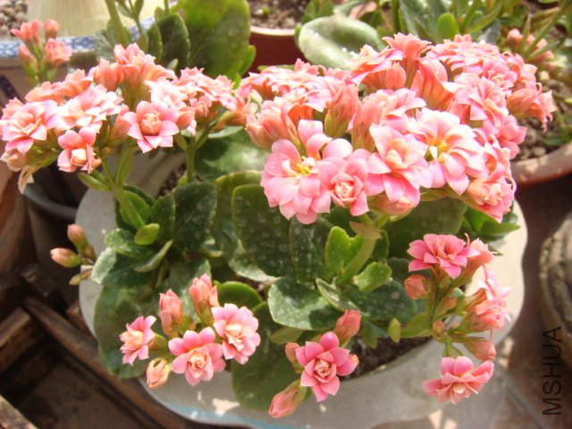 DSC04805.JPG