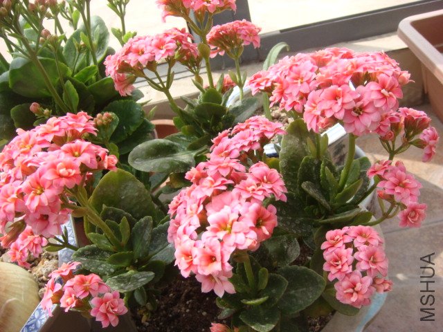 DSC04848.JPG