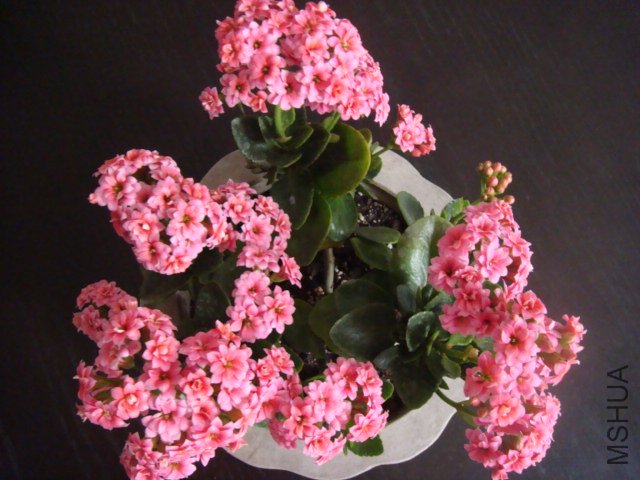 DSC04854.JPG