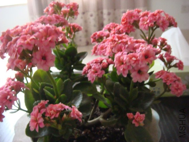 DSC04855.JPG