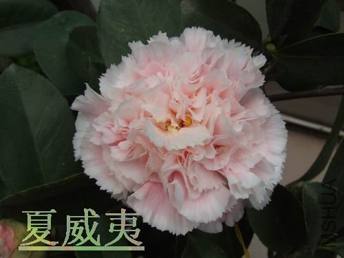 DSCF3821.jpg
