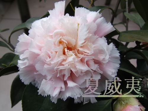 DSCF4075.jpg