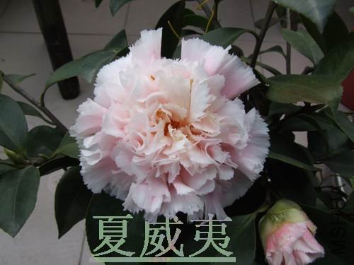DSCF4079.jpg