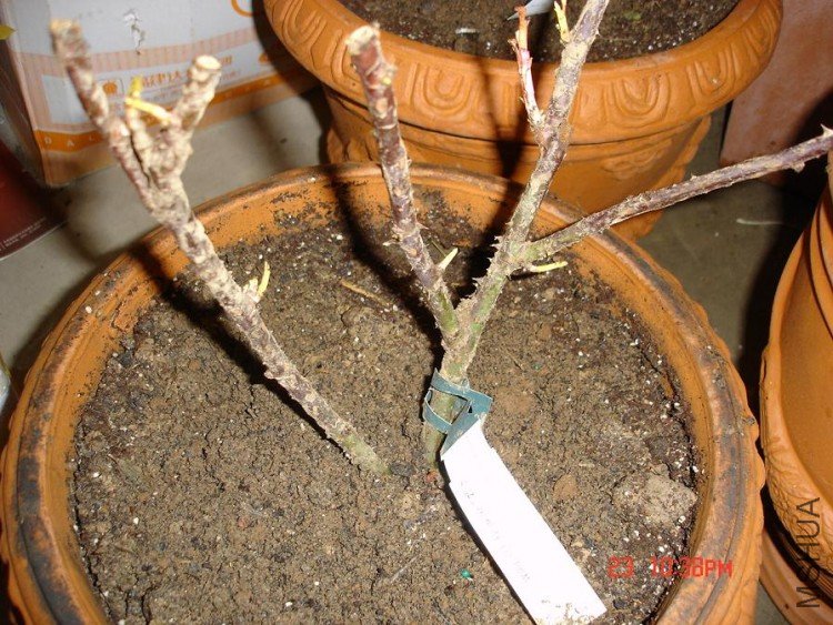 ��Ƭ0313 141.jpg