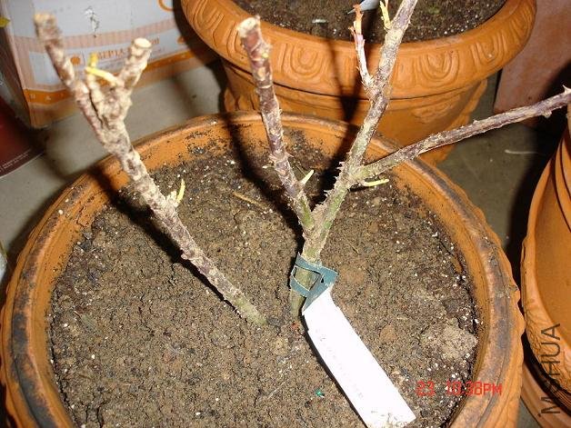 ��Ƭ0313 141.jpg