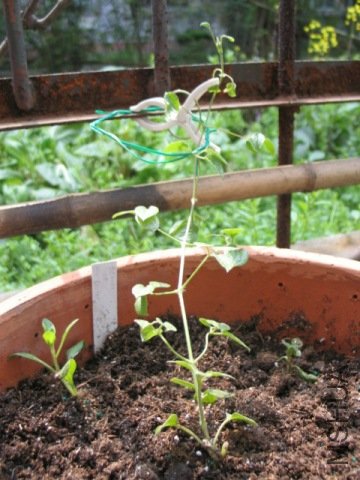 ��˹����Ů