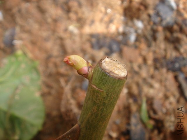 DSC03464.JPG