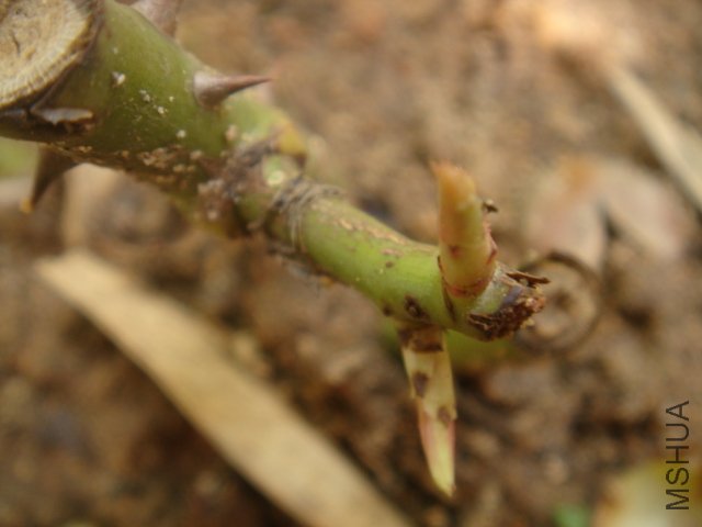 DSC03472.JPG