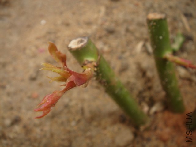 DSC03469.JPG