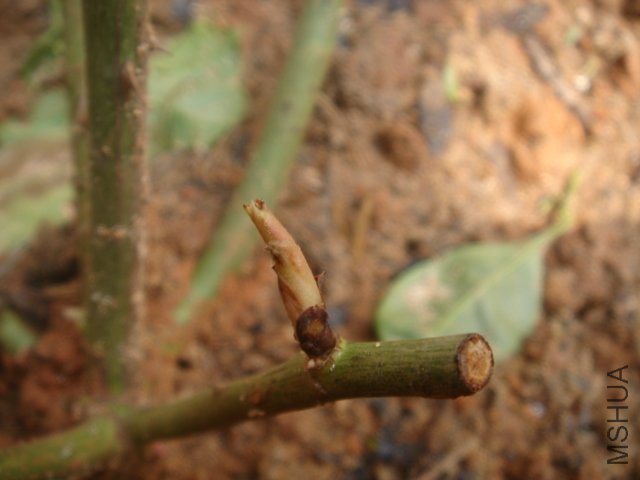 DSC03462.JPG