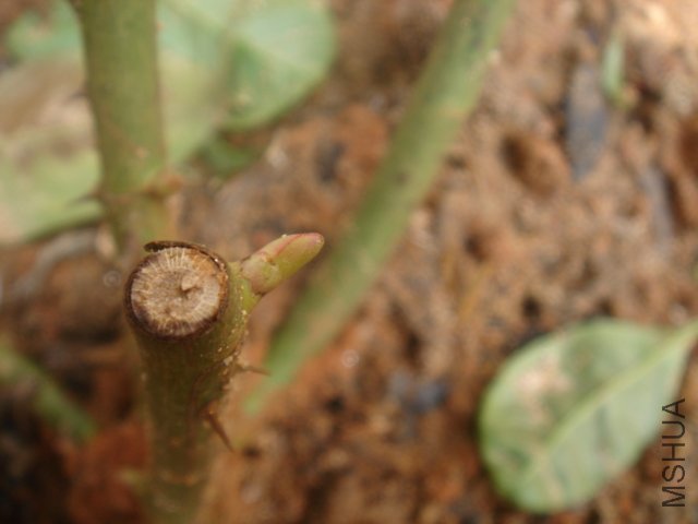 DSC03463.JPG