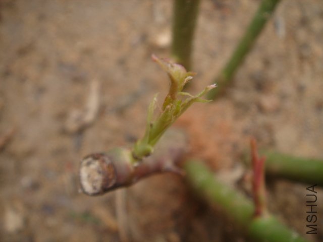 DSC03468.JPG