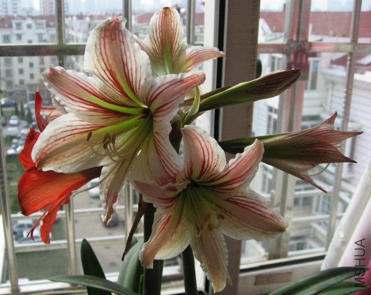 Hippeastrum vittatum�����ɻ��٣�20080419.jpg