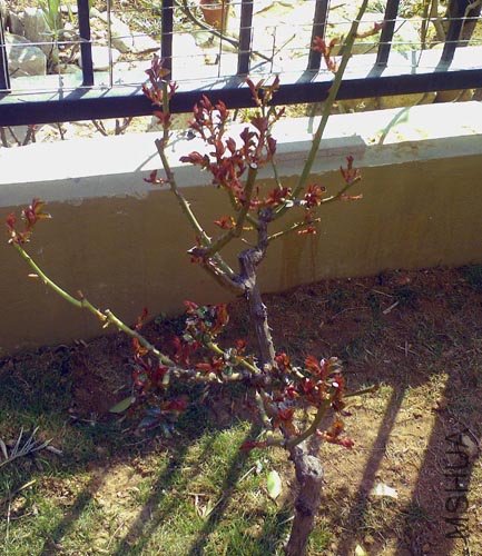 ��Ƭ-0005a.jpg