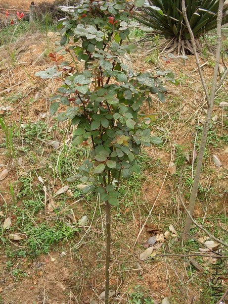 ��һ�����ɶ�����Ů��