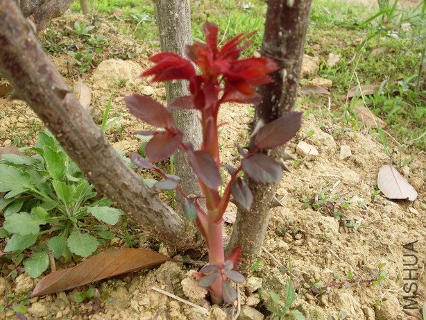 Ů����������׳����ѿ���������϶�����һ�ס���