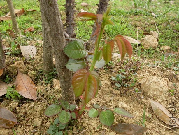 ������׳����ѿ����׳��Ҳ���ࡣ