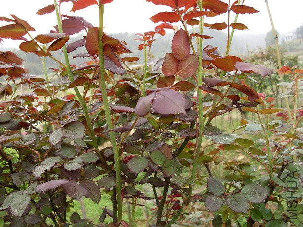 ������ī˫��׳ѿ����