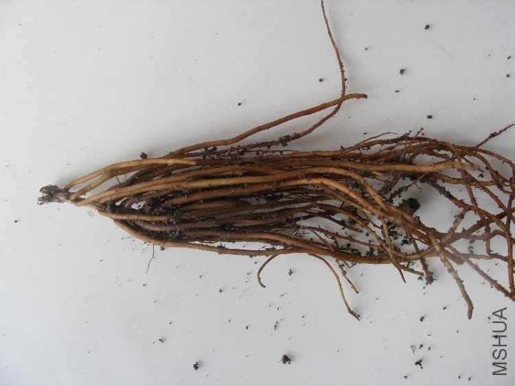 ��������й��죬ѿ�Ѿ�û���ˡ�