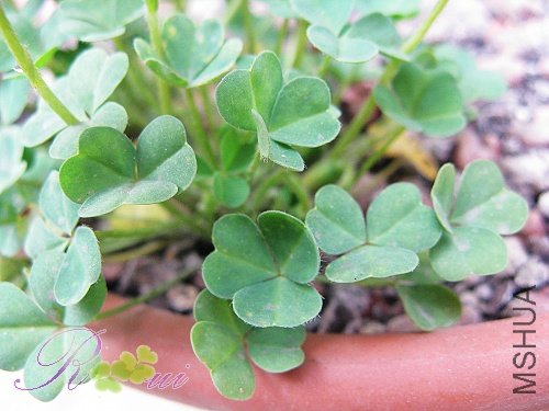 obtusa orange cream Ҷ.jpg