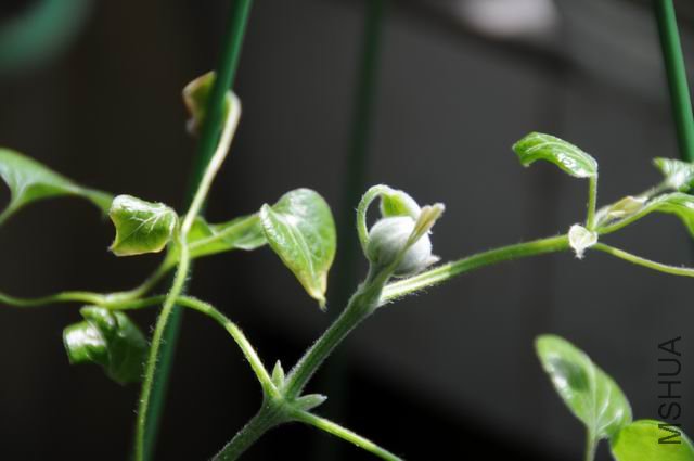 ������С txl-kwn0325.jpg