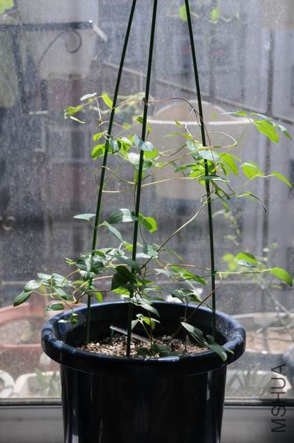 ������С txl-dan0325.jpg