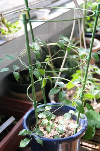 ������С txl-fx0325-1.jpg