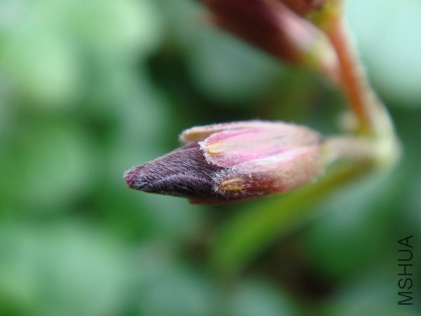 ��û����ʱ�򻨰�����ɫ�ӽ����ر�ĺ�ɫ