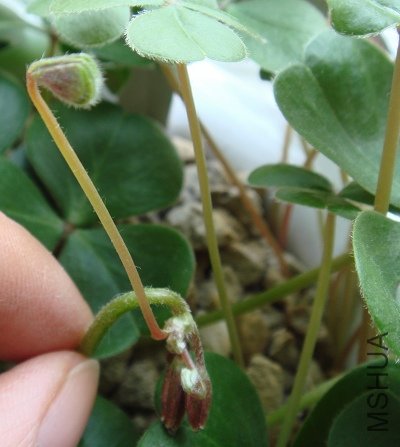 �������������Ҳ�᳤Ҷ�ӣ�����̫��С���˻����ַ������漣���������������������������������������